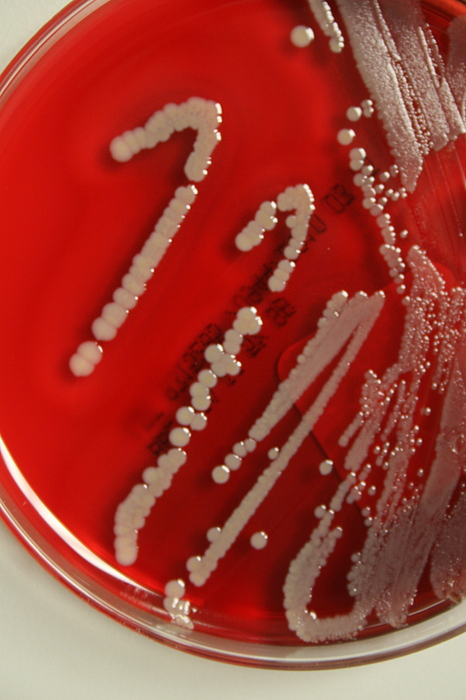 Bacteria are Creatures Too by Debra Bailey Bacteria are Creatures Too by Debra Bailey